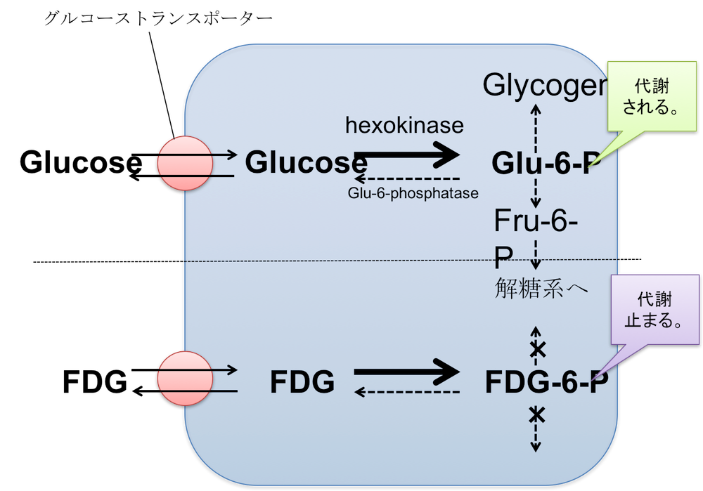 pet glucose transporter