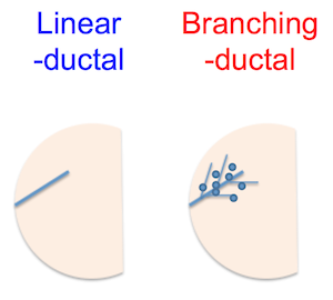 Ductal pattern