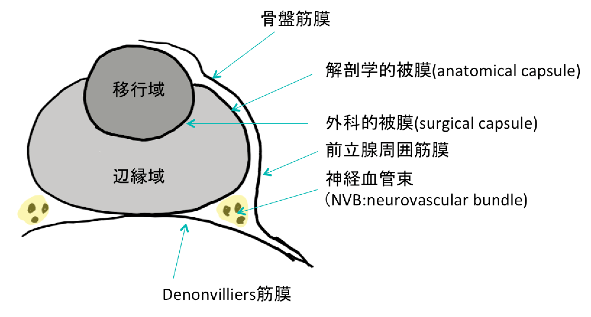 nvb-neurovascular-bundle