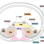 後腹膜腔の解剖は？画像診断で知っておくべき語句は？