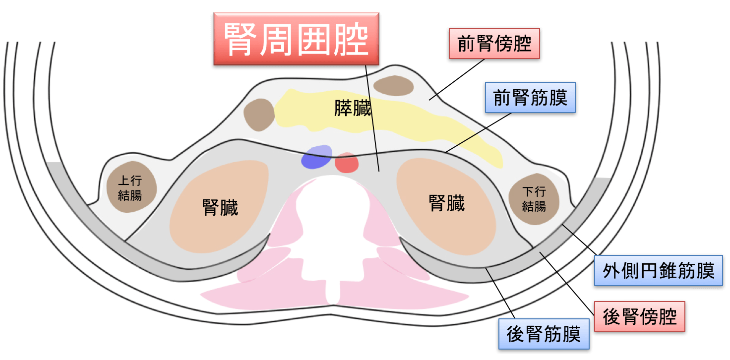 腎周囲腔のイラスト・図