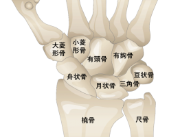 手根骨の解剖・場所のイラスト・図