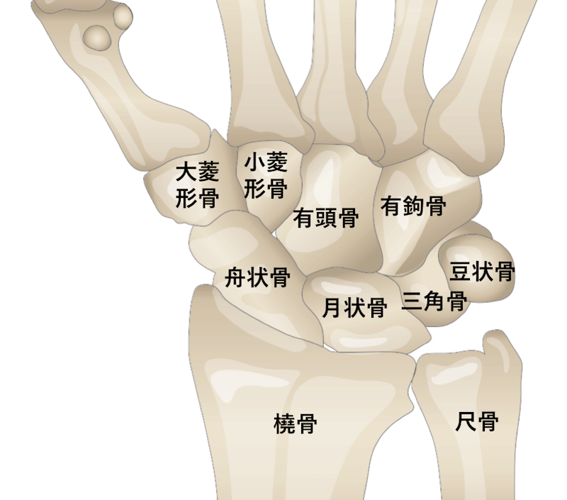 手根骨の解剖・場所のイラスト・図