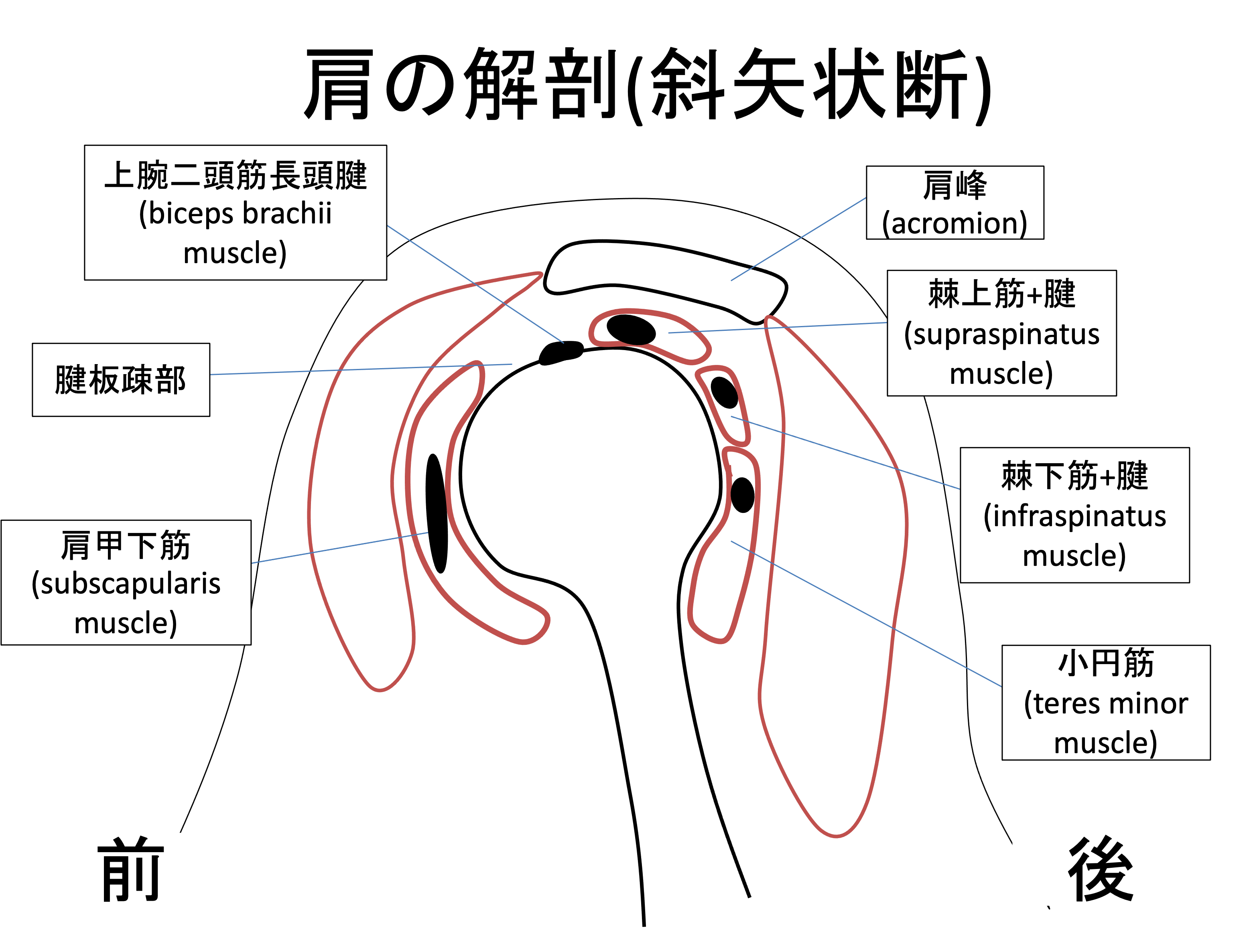 肩関節MRIで知っておくべき解剖(画像診断)