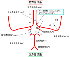 脳の血管の前方循環系、後方循環系、willis動脈輪のイラスト