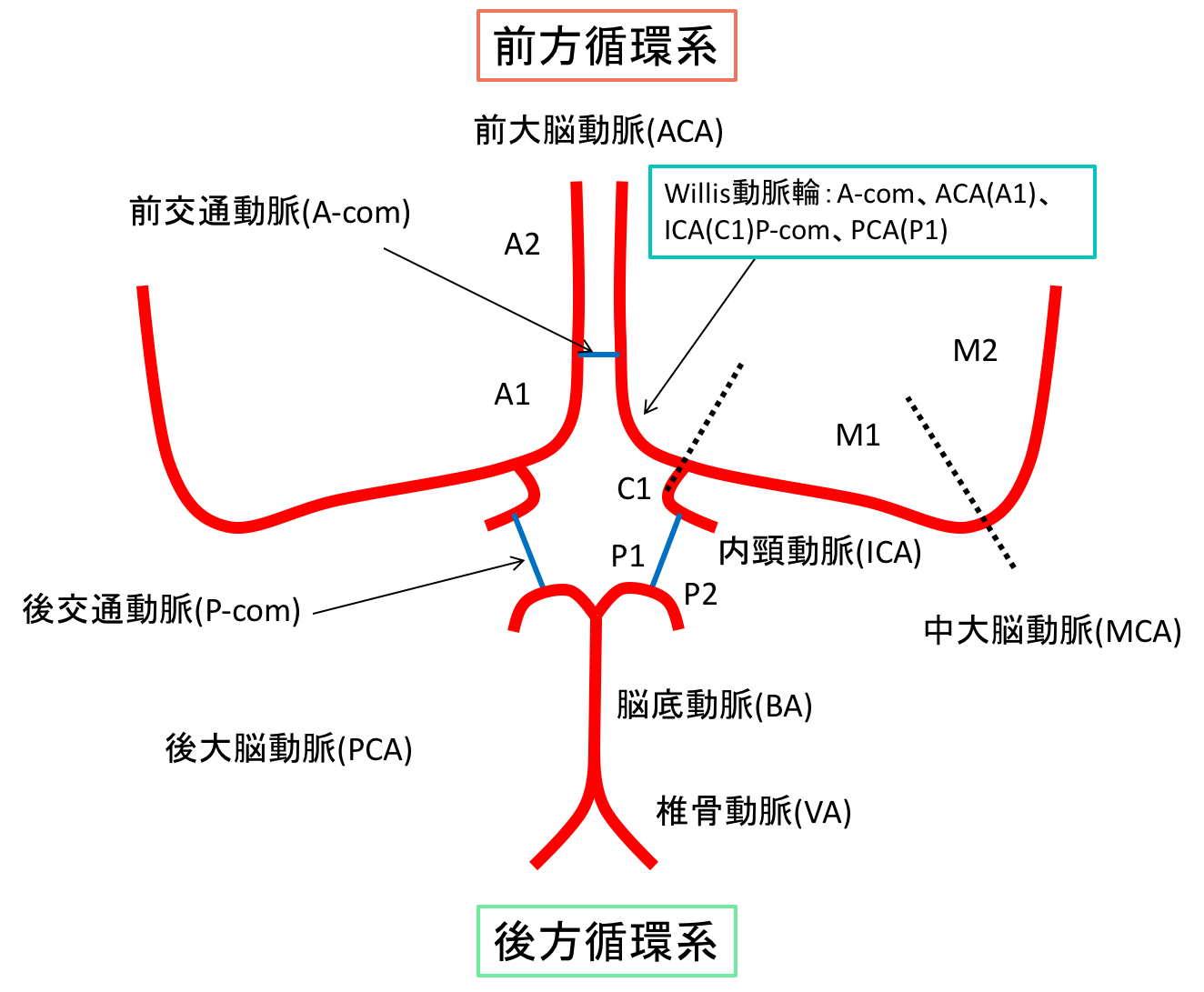 脳の血管の前方循環系、後方循環系、willis動脈輪のイラスト
