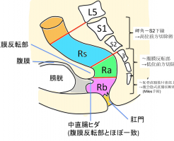 直腸の解剖分類の図