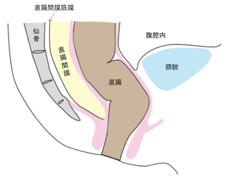 mesorectum&mesorectal fascia)