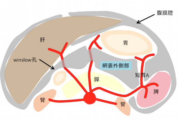 網嚢とは?網嚢内血腫のCT画像所見とは? 画像診断まとめ