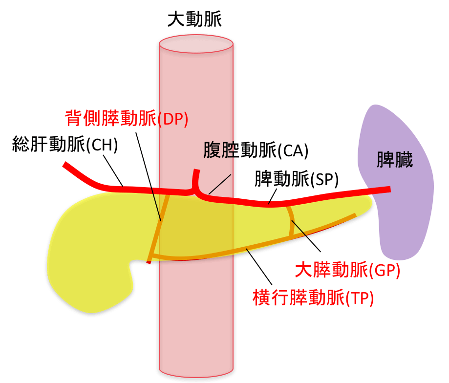 膵臓を栄養する血管の図