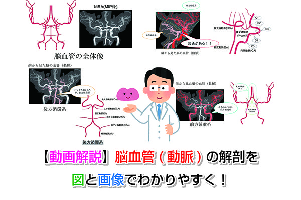 動画解説】脳血管(動脈)の解剖を図と画像でわかりやすく！