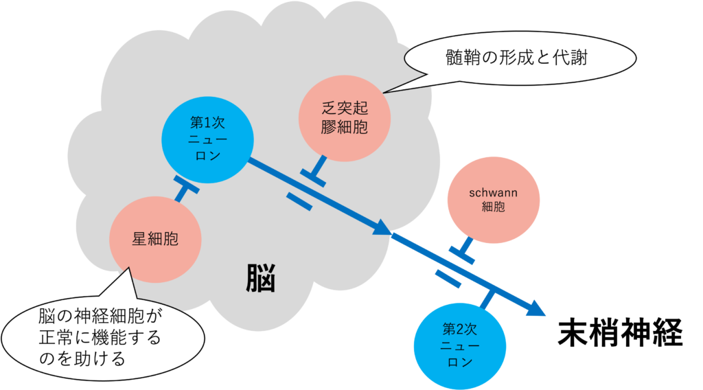 中枢神経系と末梢神経系とその髄鞘形成細胞の違い