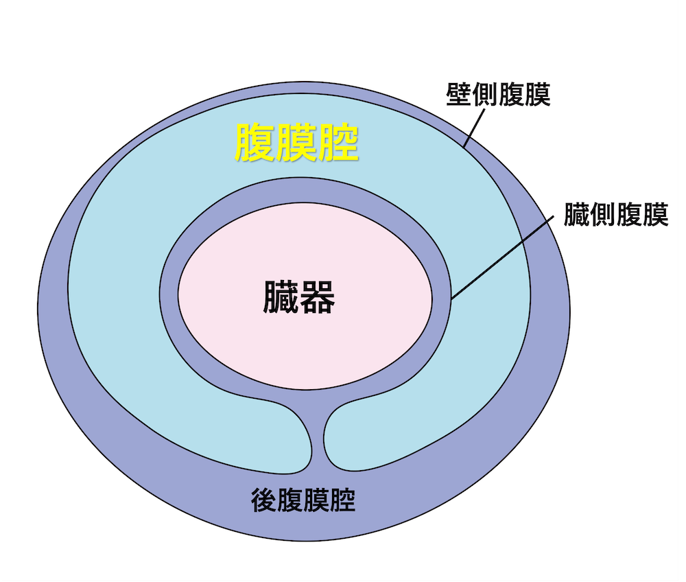 腹膜腔と腹部臓器、後腹膜腔の関係、壁側腹膜と臓側腹膜の解剖