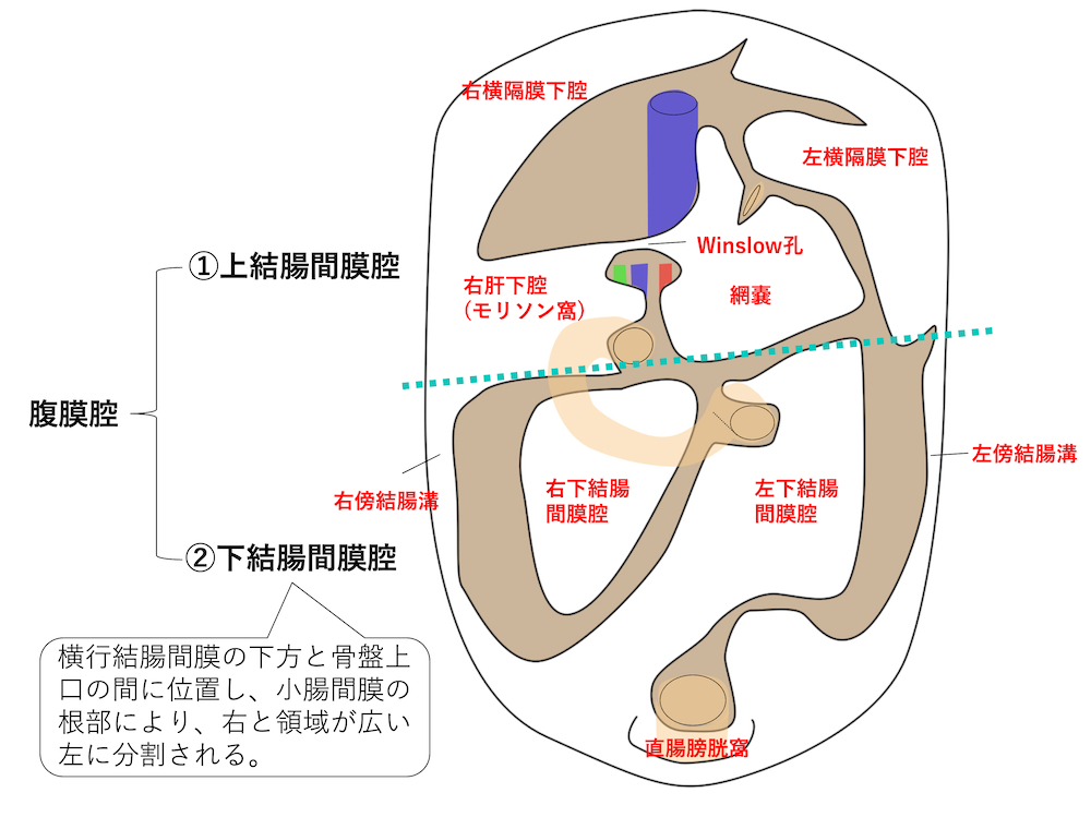 腹膜腔の分類および解剖