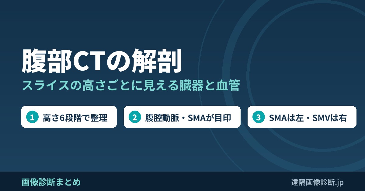 腹部CTの解剖