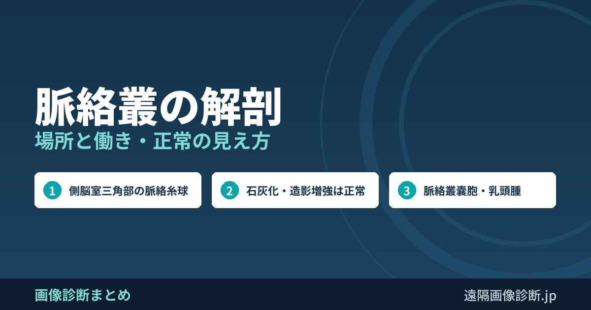 脈絡叢の解剖
