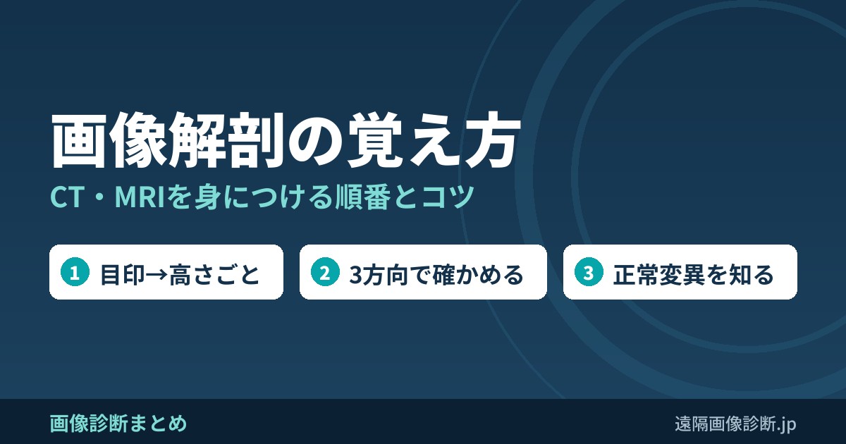 画像解剖の覚え方