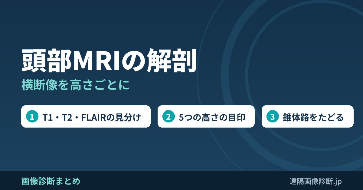 頭部MRIの解剖