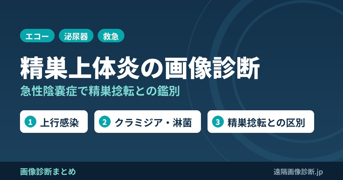 精巣上体炎の画像診断(epididymitis、精巣捻転との鑑別点)