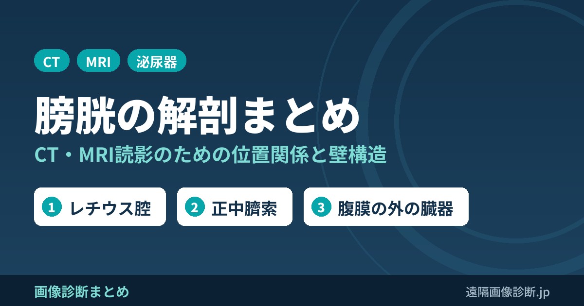 膀胱の解剖まとめ｜CT・MRI読影のための位置関係・壁構造・血流とリンパ流