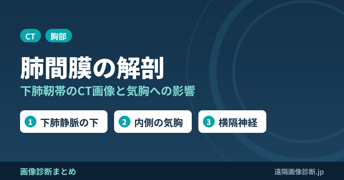 肺間膜(下肺靭帯)の解剖、画像診断(mesopulmonum)