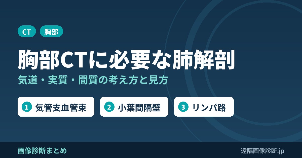 胸部CT画像を見る上で重要な肺の解剖とは？気道、実質、間質とは？