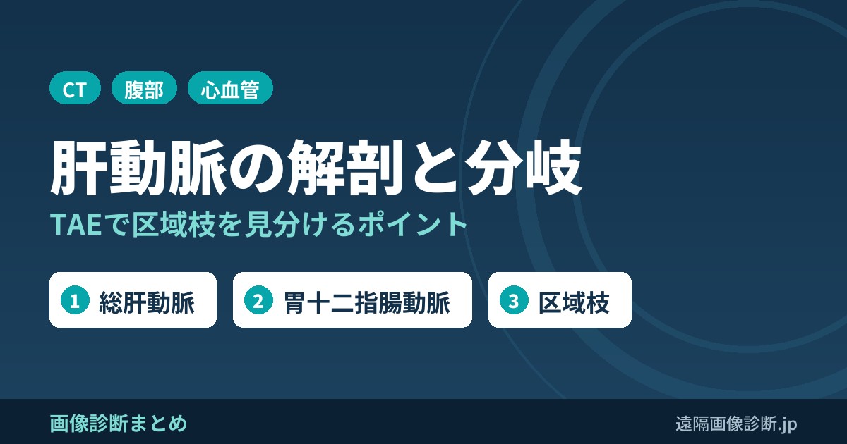 肝動脈の解剖と分岐(総肝動脈・GDA・固有肝動脈・右肝動脈・左肝動脈)｜肝動脈塞栓(TAE)で区域枝を見分けるポイント