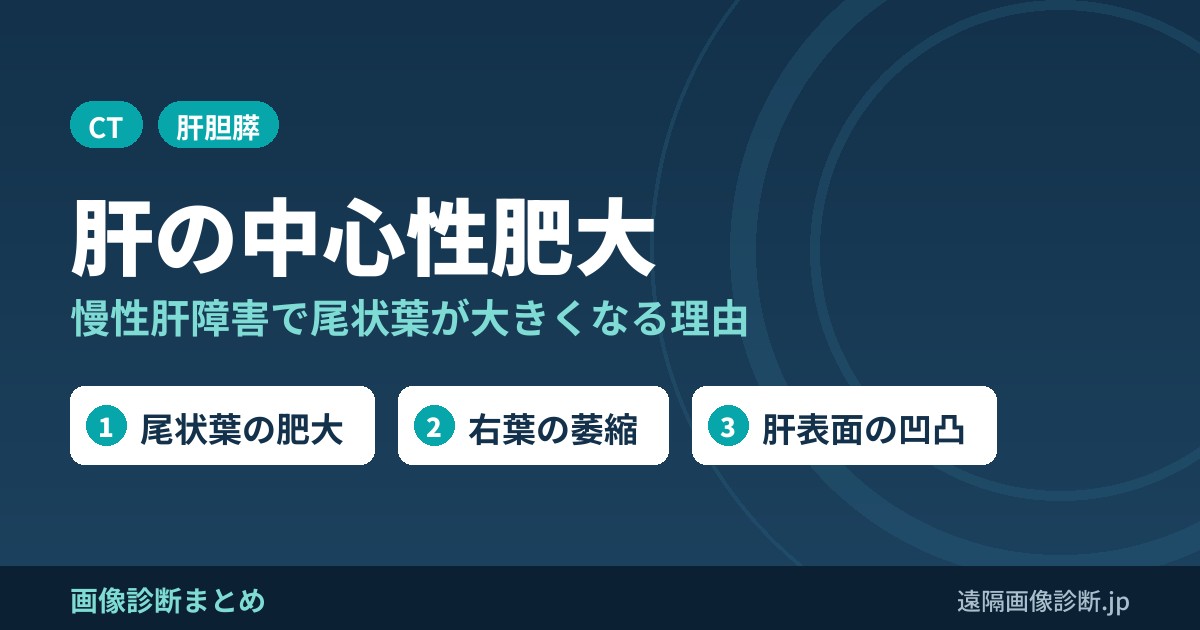 どうして慢性肝障害や肝硬変で肝は中心性肥大を来すのか？