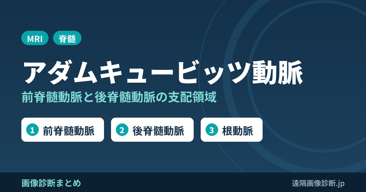 アダムキュービッツ動脈(Adamkiewicz動脈)とは？前脊髄動脈・後脊髄動脈の支配と脊髄梗塞で頸髄と胸髄が同時に侵されない理由