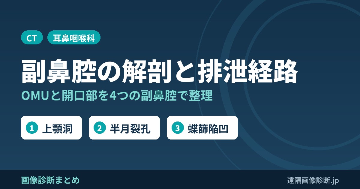 副鼻腔の解剖と排泄経路(開口部)｜上顎洞・前頭洞・篩骨洞・蝶形骨洞とOMU・半月裂孔・蝶篩陥凹